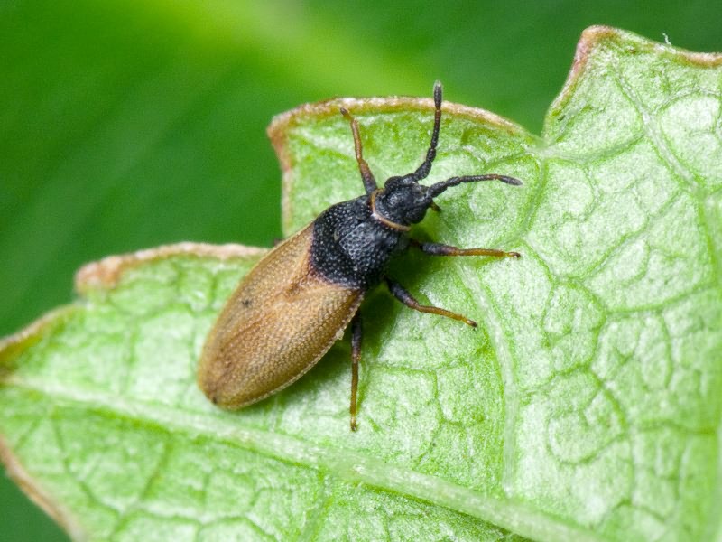 Agramma fallax (Horváth, 1906)